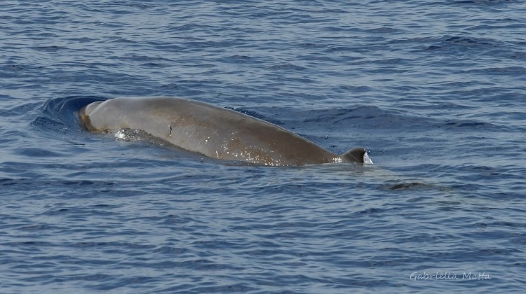 Cuvier’s beaked whale (Ziphius cavirostris)