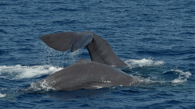 Sperm whale (Physeter macrocephalus)