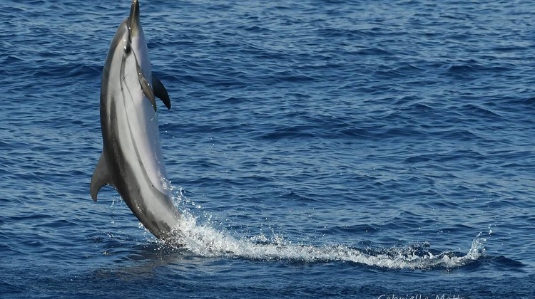 Striped dolphin (Stenella coeruleoalba)