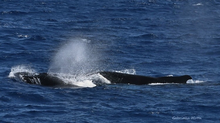 Humpback whale (Megaptera novaeangliae)