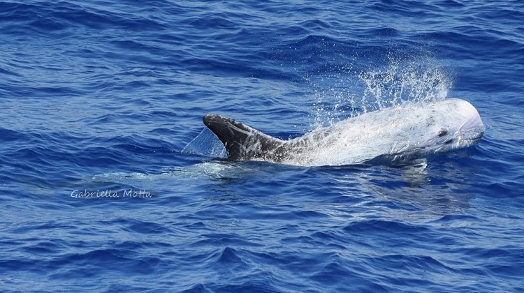 Risso’s dolphin (Grampus griseus)
