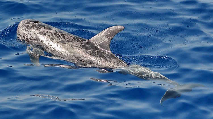 Risso’s dolphin (Grampus griseus)