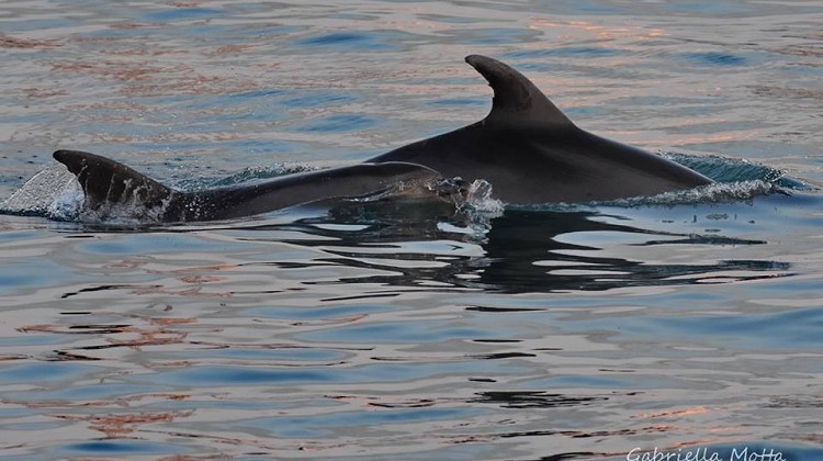 Bottlenose dolphin (Tursiops truncatus)