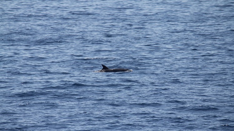 Bottlenose dolphin (Tursiops truncatus)